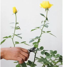 怎么种活玫瑰，我教你，简单到哭！