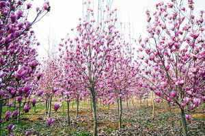 第四种， 广玉兰