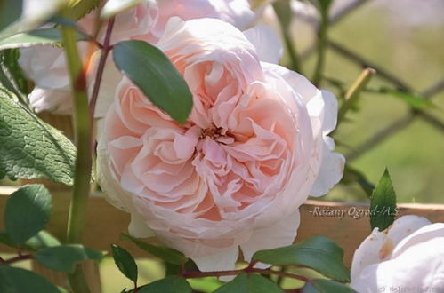 拜登讲话与气候问题