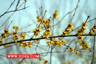 梅花象征坚韧与纯洁，历经风雪仍傲然绽放