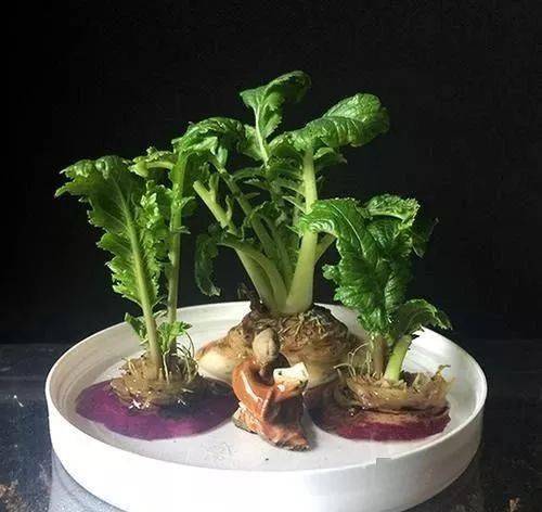 喷了多菌灵， 等一等，再等一等