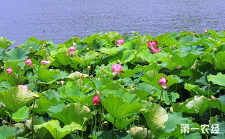 荷花的花期揭秘：夏天的美丽使者