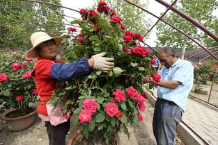 接下来堆肥是关键，养分要充足！