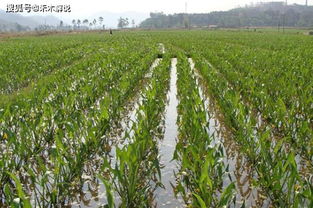 博落回种植， 亩产千斤的秘密地带