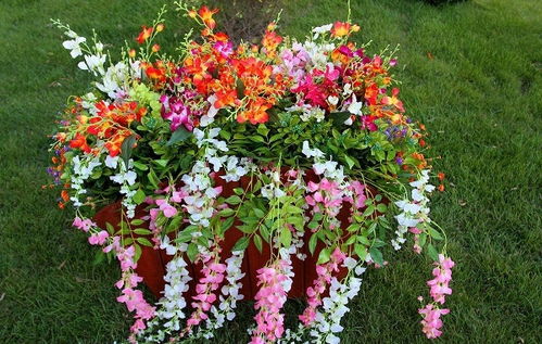 濮阳花开的秘密：抗逆性花草种植攻略