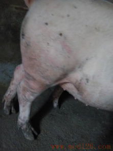 猪病治疗反反复复？是不是犯了这7个错误？