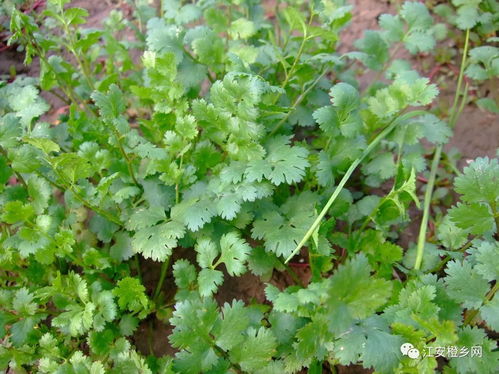 香菜籽挑选方法大揭秘
