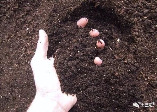 夏威夷花如何养殖？适合哪些土壤和光照
