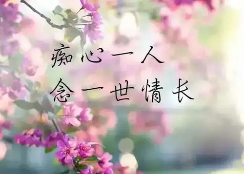 怀念的花语，承载着对往昔的回忆与思念之情