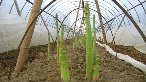 芦笋不同生长阶段的施肥技巧