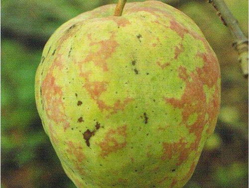 苹果果锈病，你了解多少？