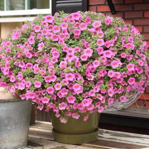 推荐18种适合家庭养护的花卉品种