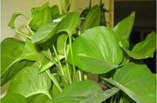 水质较差，绿萝也长不好