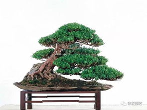 罗汉松的种植选择