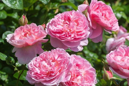 依然爱你月季的花期有多长？