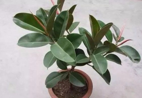 绿萝：室内种植的宠儿