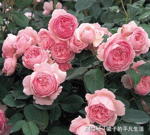 我的月季花园，香气四溢，让我爱不释手