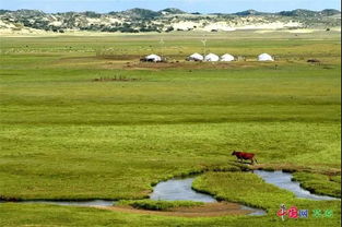 沙地种植， 选对草种是关键