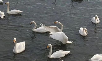 鹅的卵巢颜色深浅与营养有关，其食用安全性如何？鹅的卵巢可以安全食用吗？