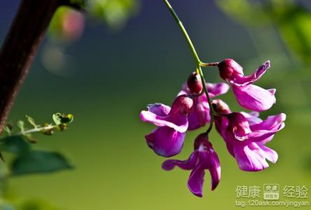 槐花有几种颜色？不同颜色的槐花能吃吗