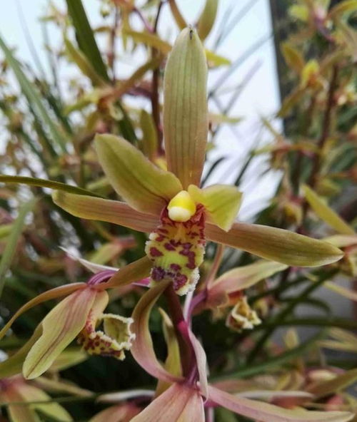 兰花全是叶子，为何不开花