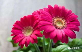 手机拍不清细节怎么办？两招帮你解决问题