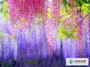 春秋两季是紫藤的“心头好”