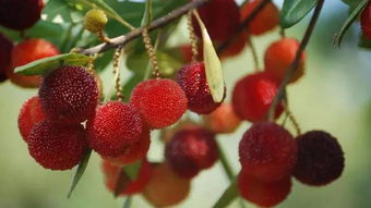 杨梅种植的环境因素