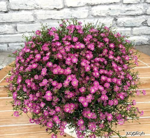 5月花开正艳，哪种花最迷人