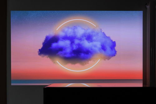 天竺葵：家庭园艺的常客