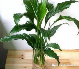 夏季浇水有技巧