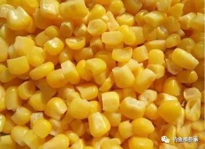 玉米粒和玉米种子有什么区别？是种子玉米还是饲料玉米？