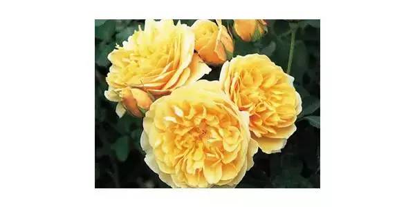 奖项与品种介绍