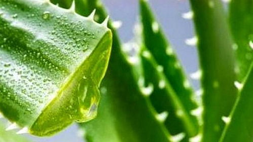芦荟换盆后应该怎样浇水？有哪些注意事项和具体步骤