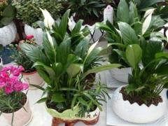 养殖常见花卉的技巧