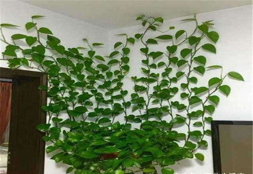 绿萝，你见过吗？