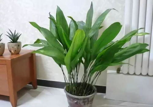 一叶兰：绿油油的清新使者