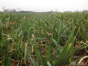 韭菜灰霉病，真是让人头疼的问题！