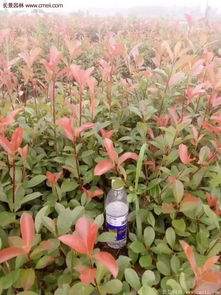 绿化种植的要求