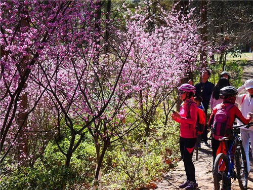 美人梅的生长环境与种植条件
