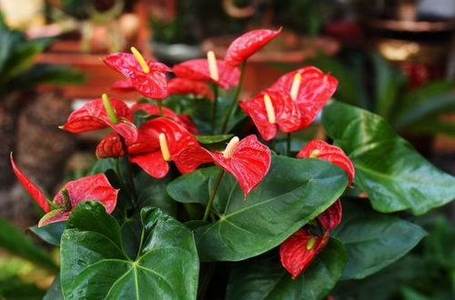 光照与温度：红掌的阳光与温暖