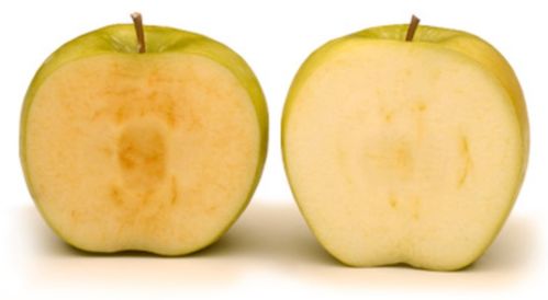 柚子种子育种的烦恼