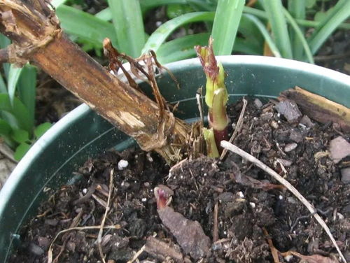 半夏块茎种植攻略，品种多样养眼选！