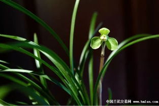 兰花老头如何科学催芽？促进发芽的关键技巧是什么