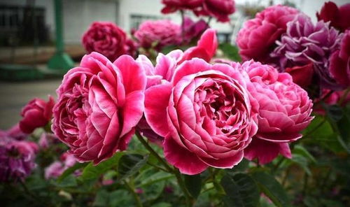 月季花品种介绍：灌木月季， 坚韧耐寒