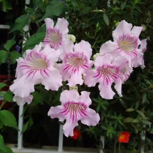 探秘耐晒耐热盆栽之选：哪个国家的凌霄花蕞好养？