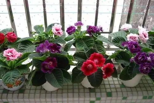 大岩桐的种植与养护