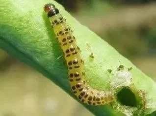 甲维茚虫威， 听起来好厉害的样子