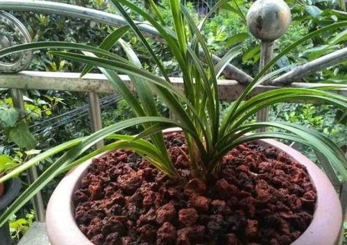 花盆孔洞的奥秘：揭示其对植物生长的关键影响