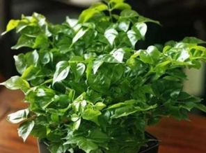 探索神奇植物：既嫩吸烟又有蕞好烟味的秘密